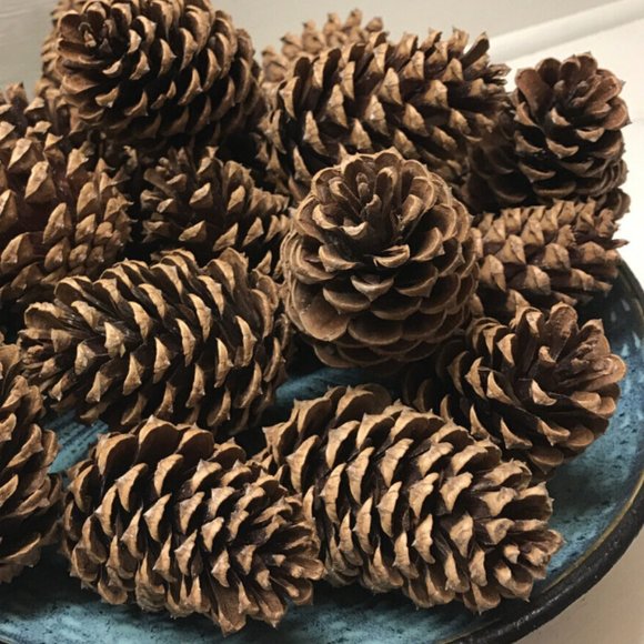 Artsy Pinecones - 10 Qty. - Picture 1 of 1